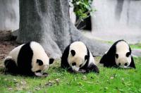 Centre d’élevage de pandas