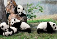 Centre d'élevage de panda