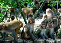 L’île de macaques à Nanwan