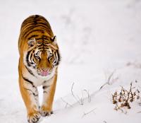 Les Tigres de Sibérie