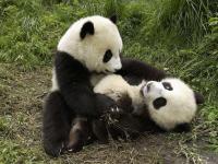 Sanctuaires des pandas géants du Sichuan (UNESCO)