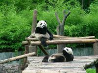Le Zoo de Pékin