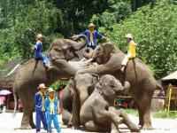 Vallée des éléphants sauvages,Xishuangbanna